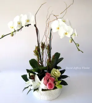 David Jeffrey's Orchid Surprise