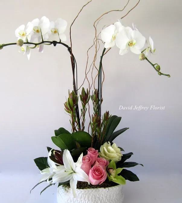 David Jeffrey's Orchid Surprise