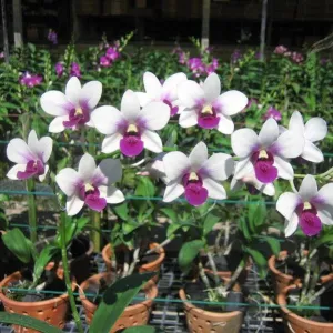 Den. Burana Rasakul Charming