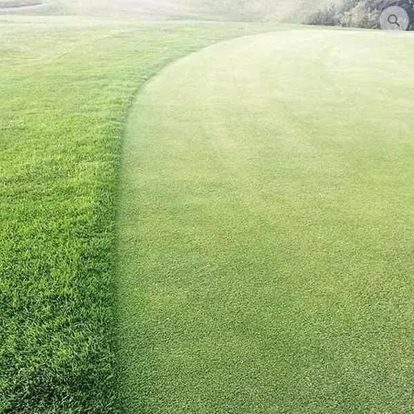 Perennial Greens Grass Seed mix - for Golf Greens