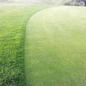 Perennial Greens Grass Seed mix - for Golf Greens